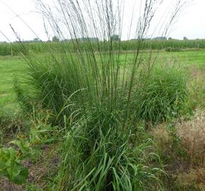 Bezkolenec modrý 'Cordoba' - Molinia caerulea 'Cordoba'