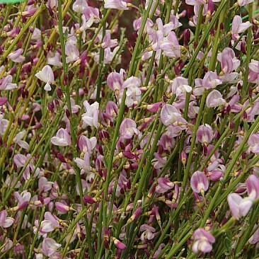 Čilimník 'Moyclare Pink' - Cytisus 'Moyclare Pink'