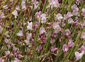 Čilimník 'Moyclare Pink' - Cytisus 'Moyclare Pink'