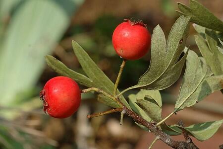 Hloh středomořský - Crataegus azarolus