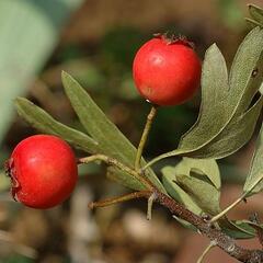 Hloh středomořský - Crataegus azarolus