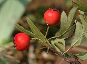Hloh středomořský - Crataegus azarolus