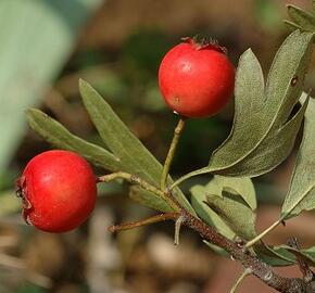 Hloh středomořský - Crataegus azarolus