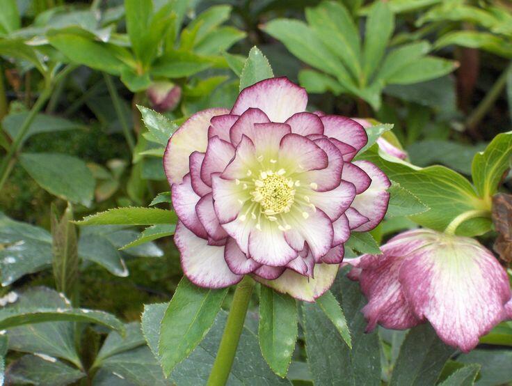 Čemeřice východní 'Double Ellen Picotee' - Helleborus orientalis 'Double Ellen Picotee'