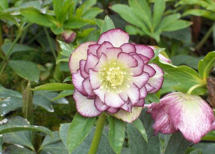 Čemeřice východní 'Double Ellen Picotee' - Helleborus orientalis 'Double Ellen Picotee'