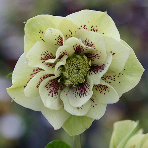 Čemeřice východní 'Double Ellen Yellow' - Helleborus orientalis 'Double Ellen Yellow'