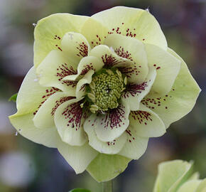 Čemeřice východní 'Double Ellen Yellow' - Helleborus orientalis 'Double Ellen Yellow'