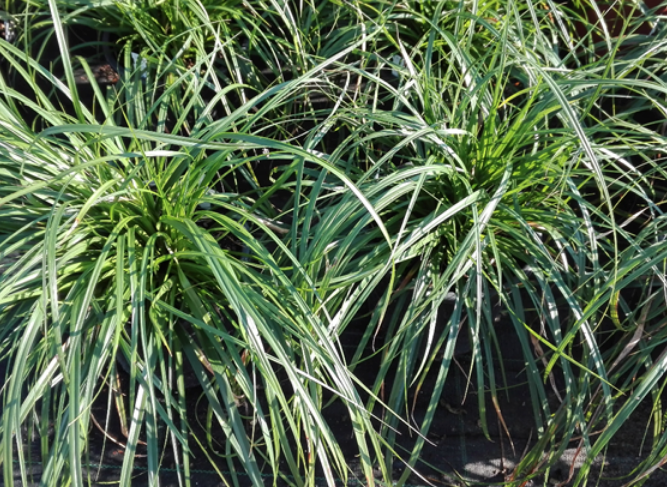 Ostřice ošimenská 'Evergreen' - Carex oshimensis 'Evergreen'