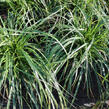 Ostřice ošimenská 'Evergreen' - Carex oshimensis 'Evergreen'