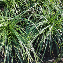 Ostřice ošimenská 'Evergreen' - Carex oshimensis 'Evergreen'
