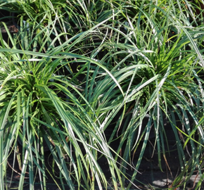 Ostřice ošimenská 'Evergreen' - Carex oshimensis 'Evergreen'