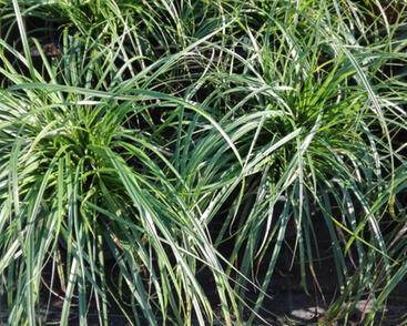 Ostřice ošimenská 'Evergreen'