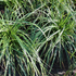 ostrice-osimenska-evergreen.png