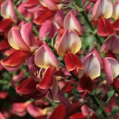 Čilimník 'Burkwoodii' - Cytisus 'Burkwoodii'