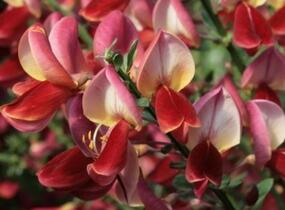 Čilimník 'Burkwoodii' - Cytisus 'Burkwoodii'
