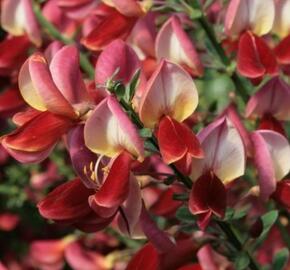 Čilimník 'Burkwoodii' - Cytisus 'Burkwoodii'