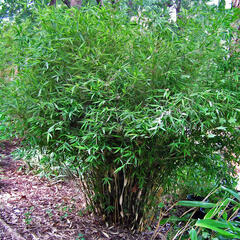 Bambus 'Pingwu' - Fargesia robusta 'Pingwu'