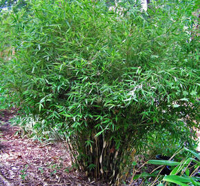 Bambus 'Pingwu' - Fargesia robusta 'Pingwu'