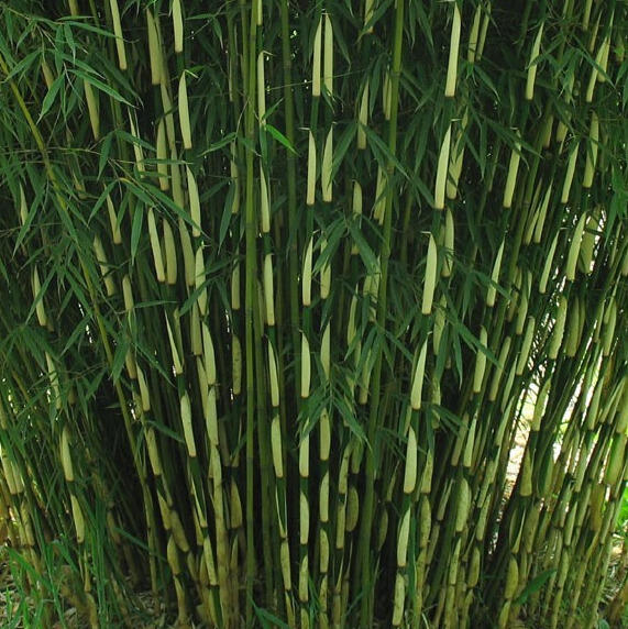 Bambus 'Pingwu' - Fargesia robusta 'Pingwu'