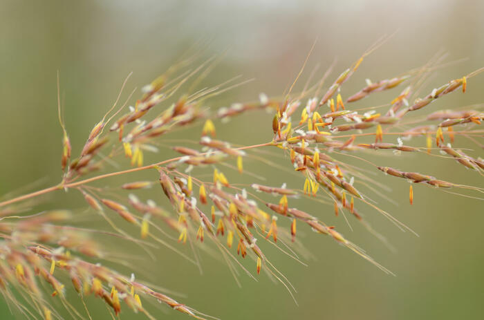 Indiánská tráva 'Indian Steel' - Sorghastrum nutans 'Indian Steel'