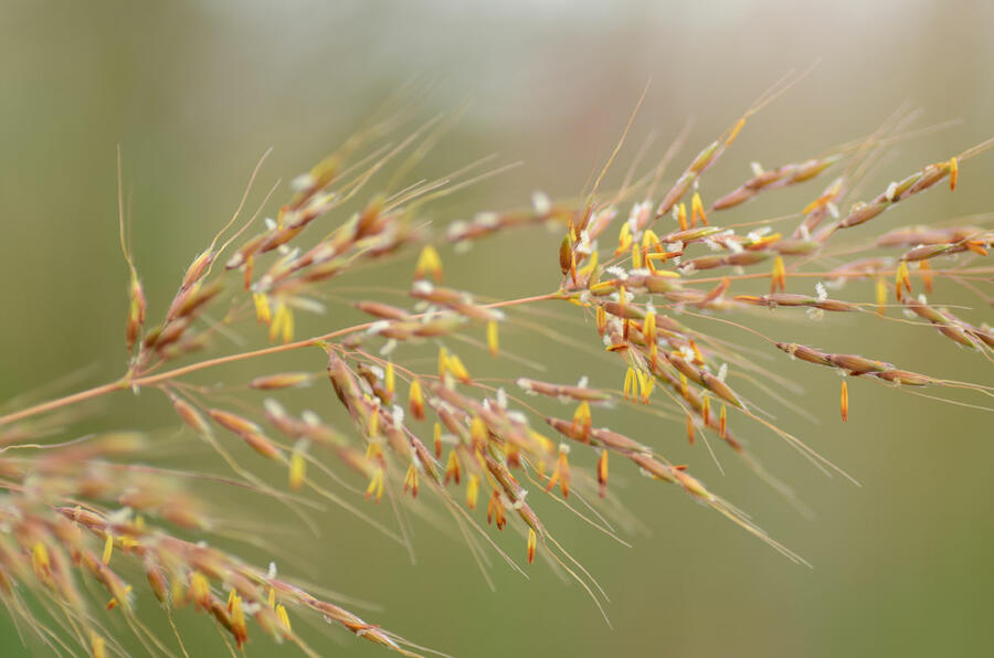 Indiánská tráva 'Indian Steel' - Sorghastrum nutans 'Indian Steel'