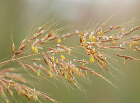 Indiánská tráva 'Indian Steel' - Sorghastrum nutans 'Indian Steel'