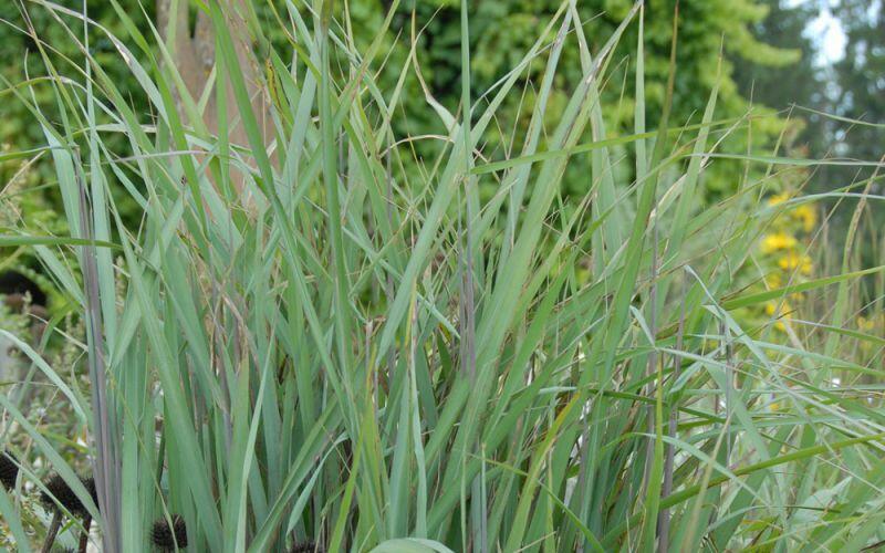 Indiánská tráva 'Indian Steel' - Sorghastrum nutans 'Indian Steel'