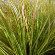 Kavyl - Stipa arundinacea (Anemanthele lessoniana)