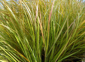 Kavyl - Stipa arundinacea (Anemanthele lessoniana)
