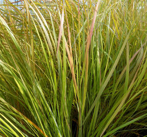 Kavyl - Stipa arundinacea (Anemanthele lessoniana)