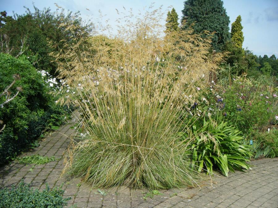 Kavyl obrovský - Stipa gigantea