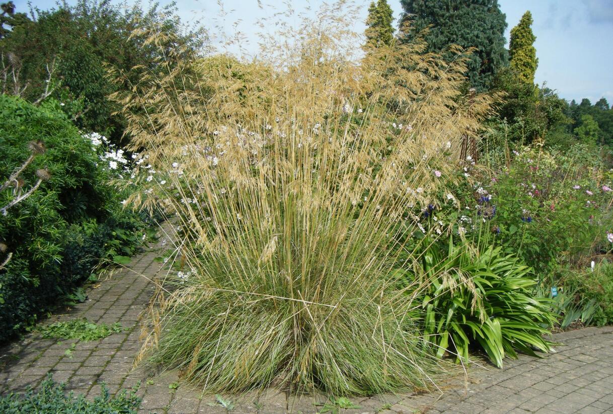 Kavyl obrovský - Stipa gigantea