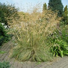 Kavyl obrovský - Stipa gigantea