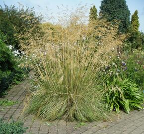 Kavyl obrovský - Stipa gigantea