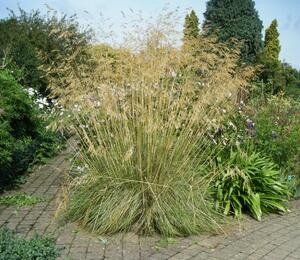 Kavyl obrovský - Stipa gigantea