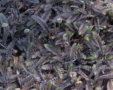 Mechovec 'Platts Black'