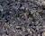 Mechovec 'Platts Black'