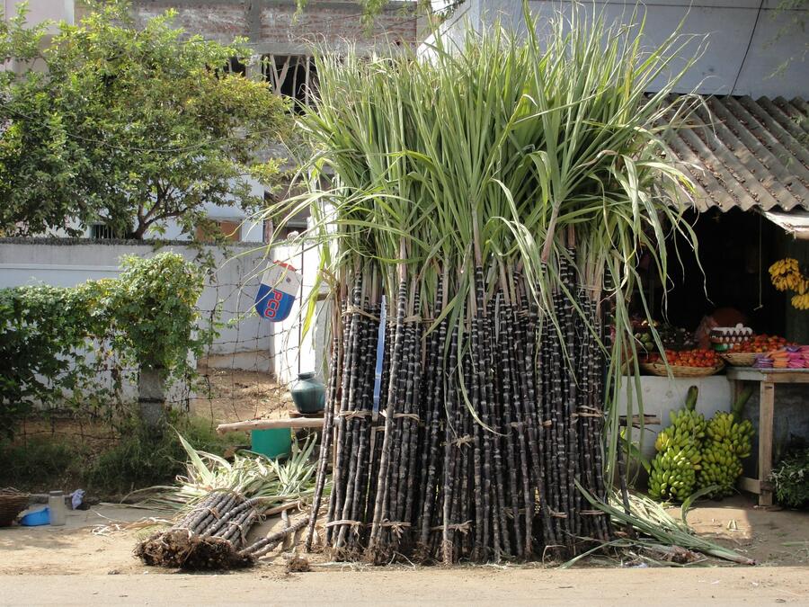 Cukrová třtina - Saccharum officinarum