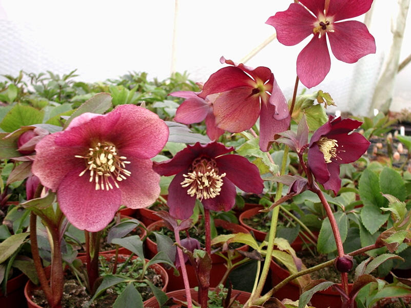 Čemeřice východní 'Red Hybrids' - Helleborus orientalis 'Red Hybrids'