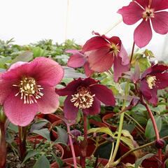 Čemeřice východní 'Red Hybrids' - Helleborus orientalis 'Red Hybrids'