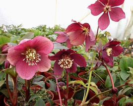 Čemeřice východní 'Red Hybrids'