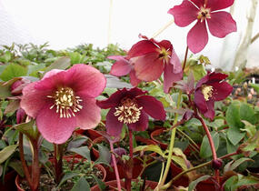 Čemeřice východní 'Red Hybrids' - Helleborus orientalis 'Red Hybrids'
