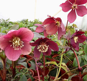 Čemeřice východní 'Red Hybrids' - Helleborus orientalis 'Red Hybrids'