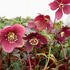 cemerice-vychodni-red-hybrids.jpg