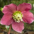 Čemeřice východní 'Red Hybrids' - Helleborus orientalis 'Red Hybrids'