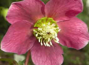 Čemeřice východní 'Red Hybrids' - Helleborus orientalis 'Red Hybrids'
