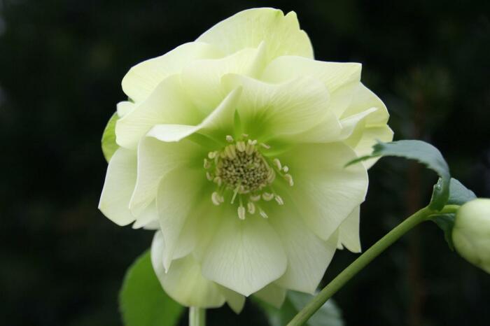 Čemeřice východní 'Double Vision' - Helleborus orientalis 'Double Vision'