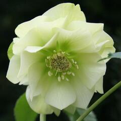 Čemeřice východní 'Double Vision' - Helleborus orientalis 'Double Vision'