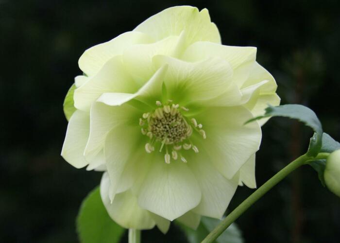 Čemeřice východní 'Double Vision' - Helleborus orientalis 'Double Vision'
