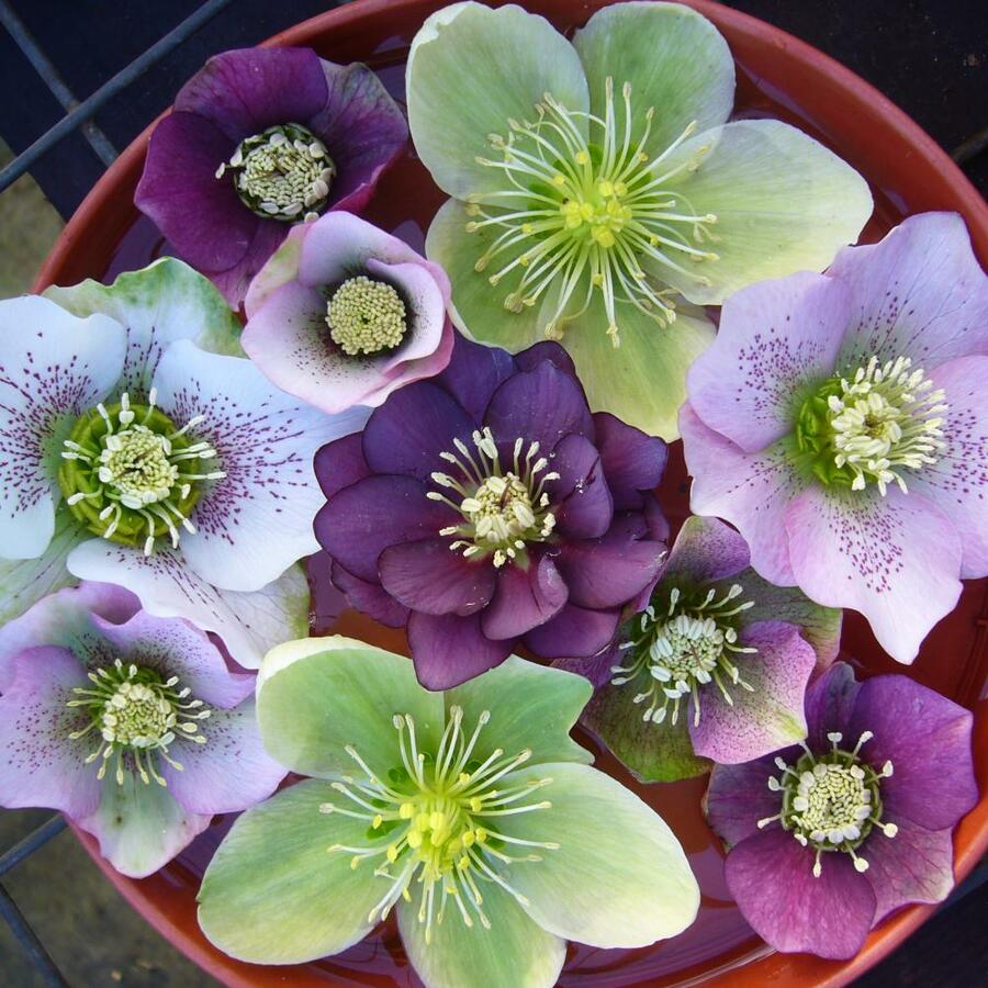 Čemeřice - Helleborus